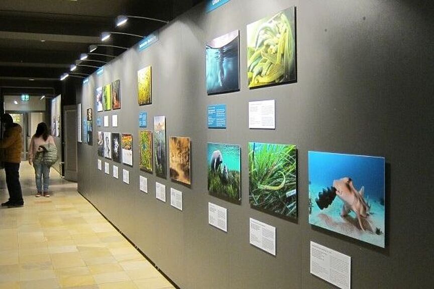 Fotowand im Naturhistorischen Museum