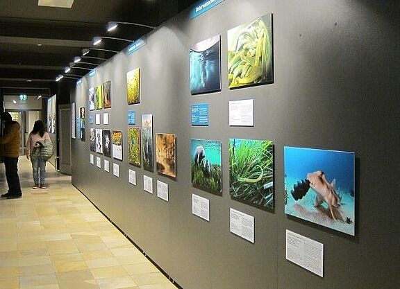 Fotowand im Naturhistorischen Museum