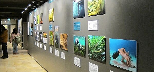 Fotowand im Naturhistorischen Museum